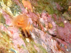 Spirobranchus spinosus image