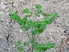 Euphorbia crenulata