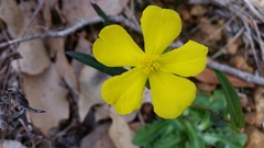 Hibbertia cunninghamii
