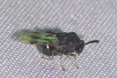 Schizaspidia