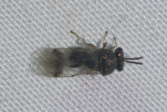 Schizaspidia