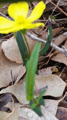 Hibbertia cunninghamii