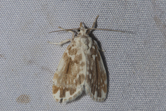 Pseudoadites frigida