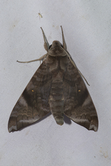 Acosmeryx pseudonaga