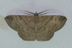 Petelia medardaria
