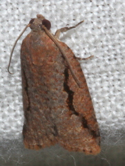 Meritastis