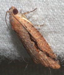 Meritastis