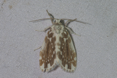 Pseudoadites frigida