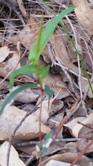Hibbertia cunninghamii