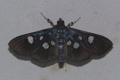 Rhagoba octomaculalis