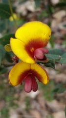Bossiaea ornata