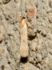 Stomopteryx detersella
