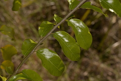 Petalostigma triloculare