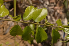Petalostigma triloculare