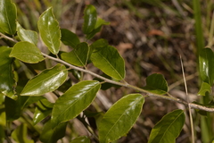 Petalostigma triloculare