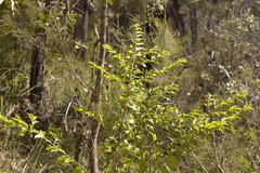 Petalostigma triloculare