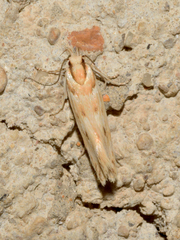 Stomopteryx detersella