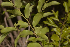 Petalostigma triloculare