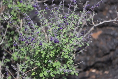 Salvia pinguifolia