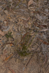 Schoenus ericetorum