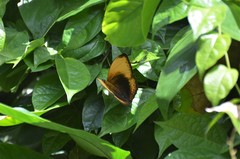 Cymothoe hypatha hypatha