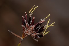 Schoenus ericetorum