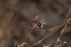 Schoenus ericetorum