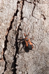 Havinthus rufovarius