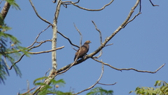 Pernis ptilorhynchus