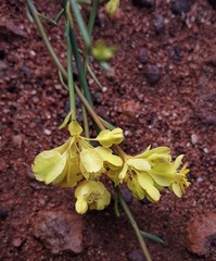Glischrocaryon aureum