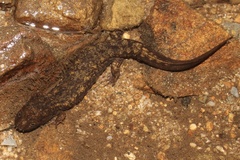 Desmognathus marmoratus