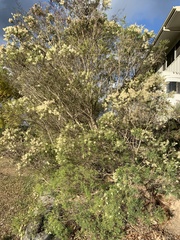 Melaleuca nodosa