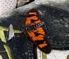 Acraea buschbecki