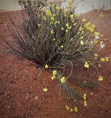 Glischrocaryon aureum