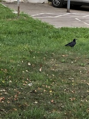 Corvus frugilegus