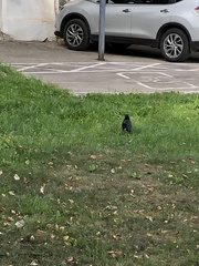 Corvus frugilegus