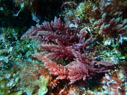 Asparagopsis taxiformis