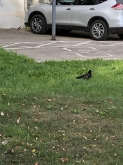 Corvus frugilegus