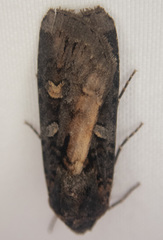 Actebia fennica