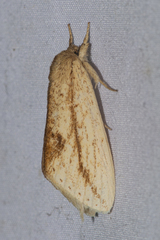 Saliocleta postica
