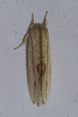 Saliocleta postica