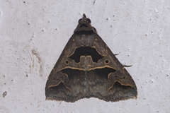 Tephriopis divulsa