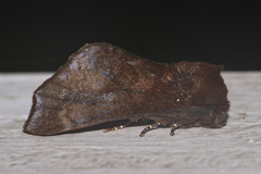 Gonoclostera aurosigna