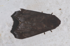 Gonoclostera aurosigna