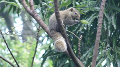 Callosciurus pygerythrus