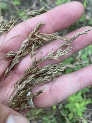 Festuca paradoxa