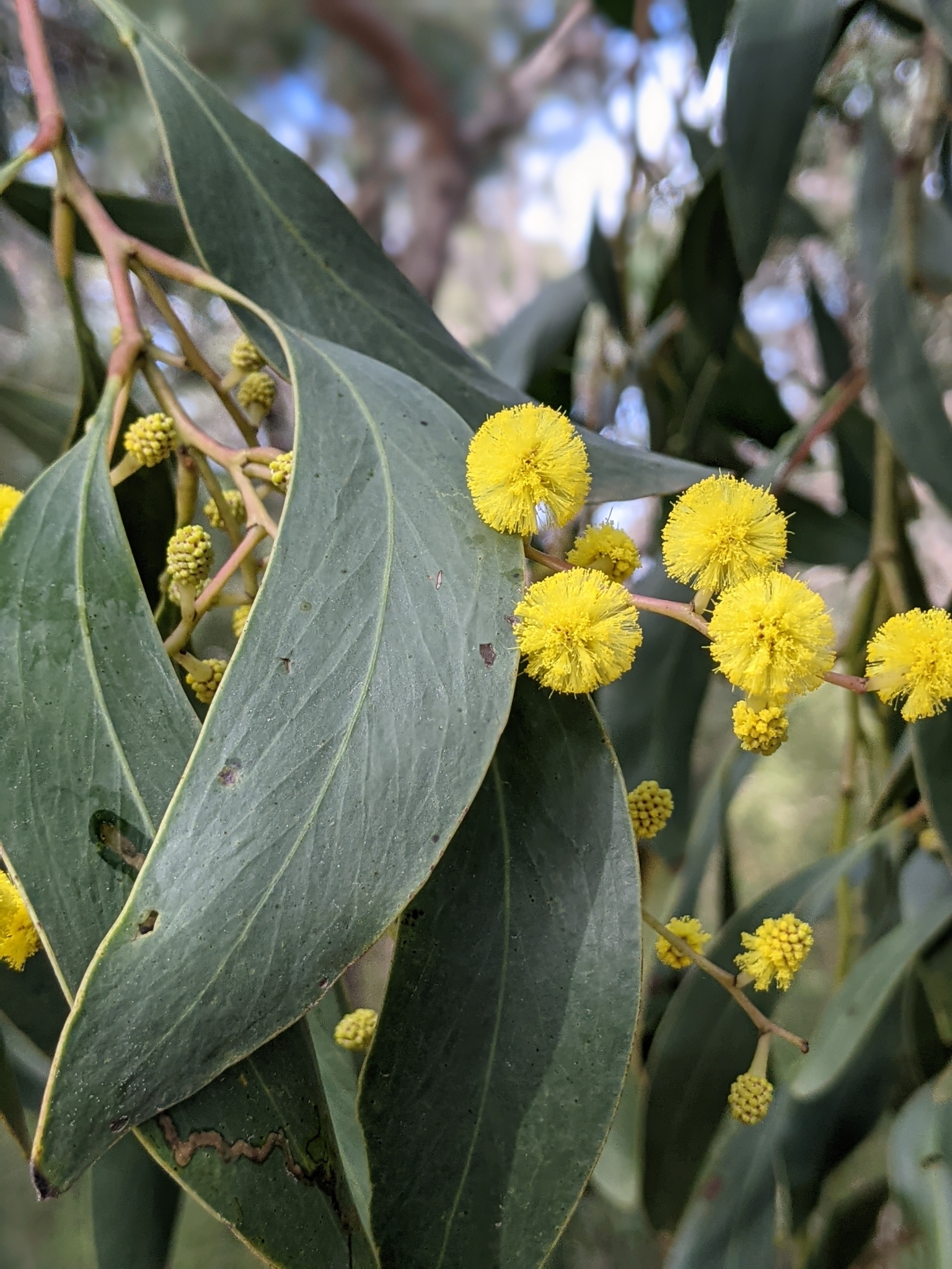 Acacia pycnantha