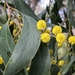 Golden Wattle - Photo (c) Rob Shepherd, some rights reserved (CC BY-NC), uploaded by Rob Shepherd