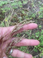 Festuca paradoxa