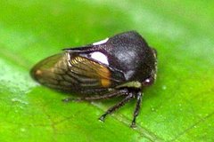 Centrotus